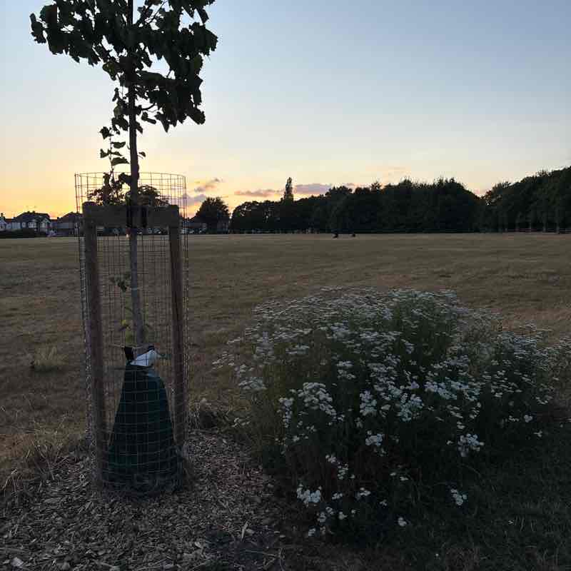 PacerGal_1948 post 2