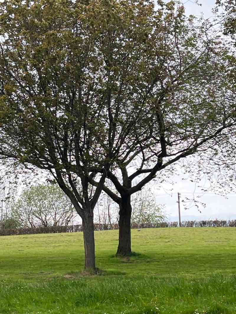 walking near me in Bo'ness Foreshore in spring