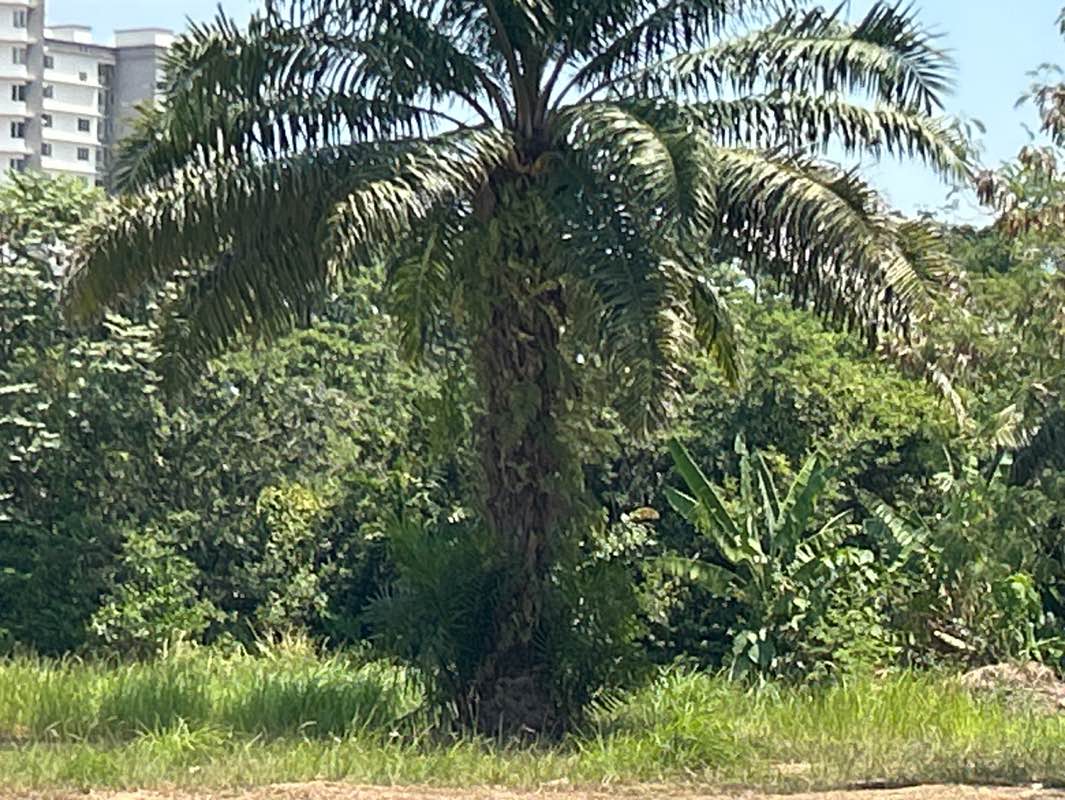 walking near me in Taman Sri Putra Mas Playground in autumn