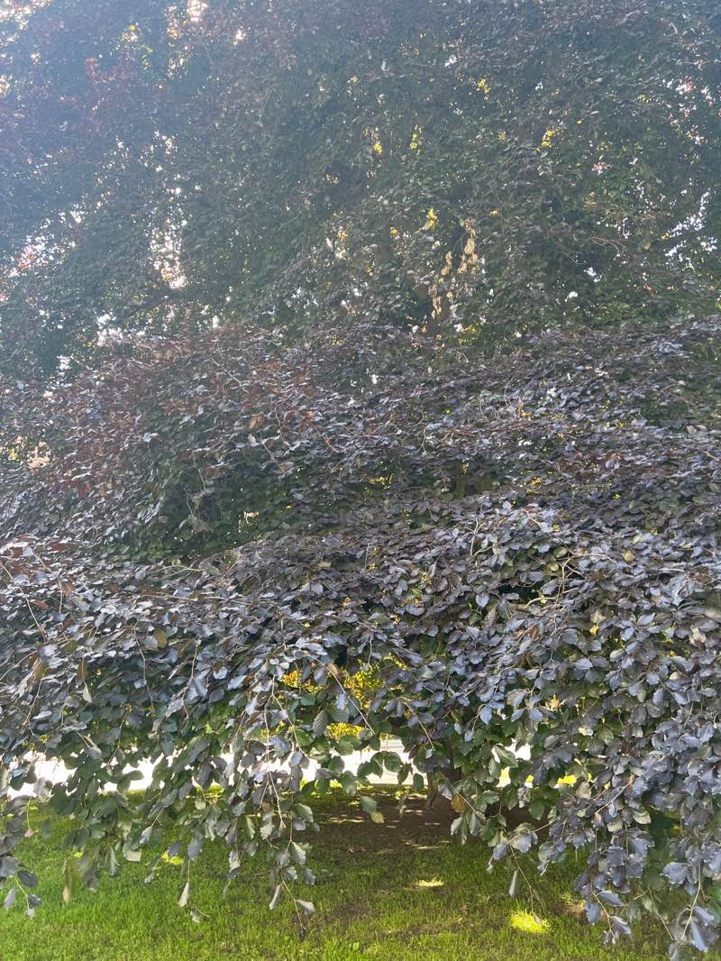 walking near me in Hydroparken in summer