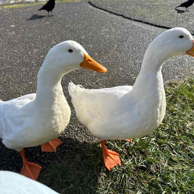 Korvus 🐾🐾👣🐢🐛🦋 post 1