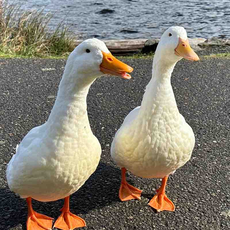 Korvus 🐾🐾👣🐢🐛🦋 post 2