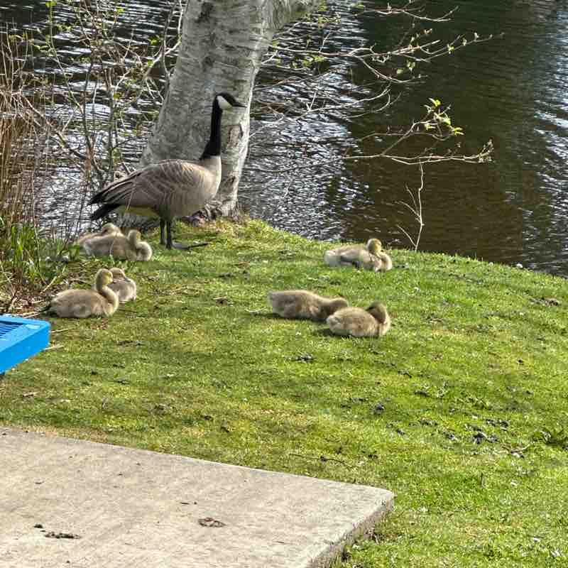 Korvus 🐾🐾👣🐢🐛🦋 post 2