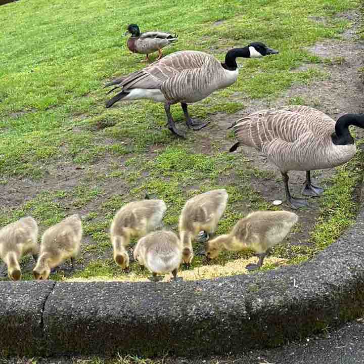 Korvus 🐾🐾👣🐢🐛🦋 post 1