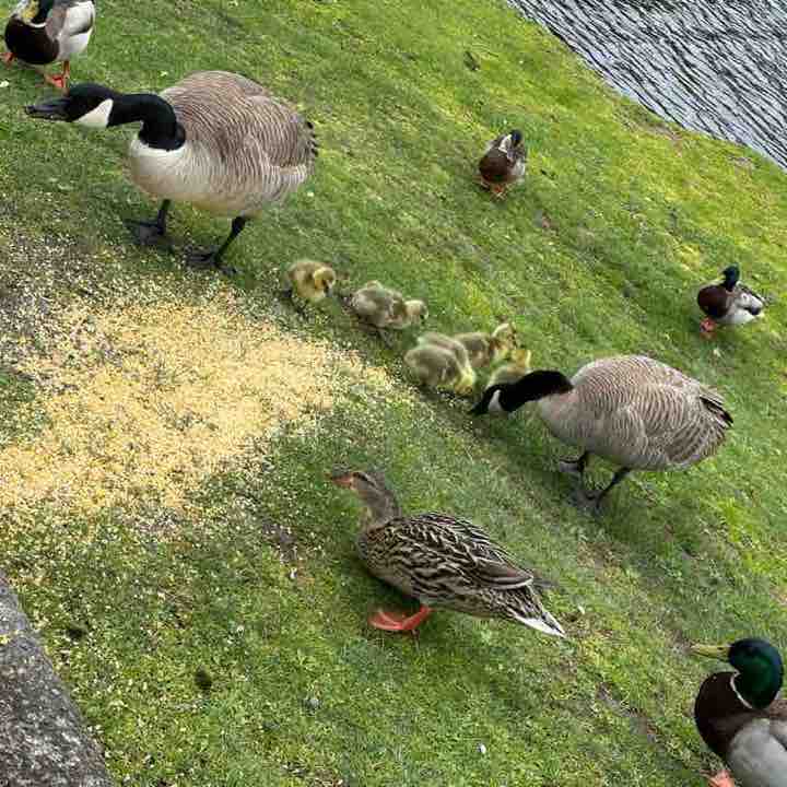 Korvus 🐾🐾👣🐢🐛🦋 post 1