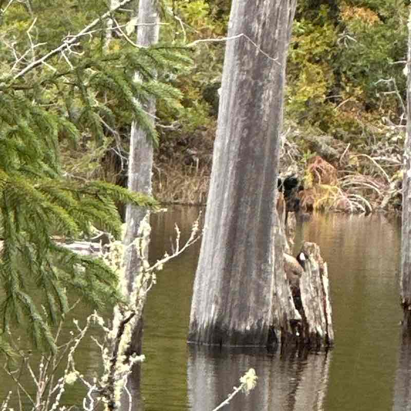 Korvus 🐾🐾👣🐢🐛🦋 post 2