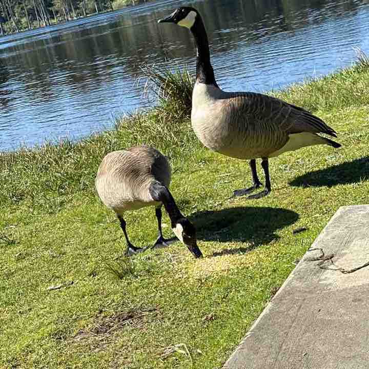 Korvus 🐾🐾👣🐢🐛🦋 post 1