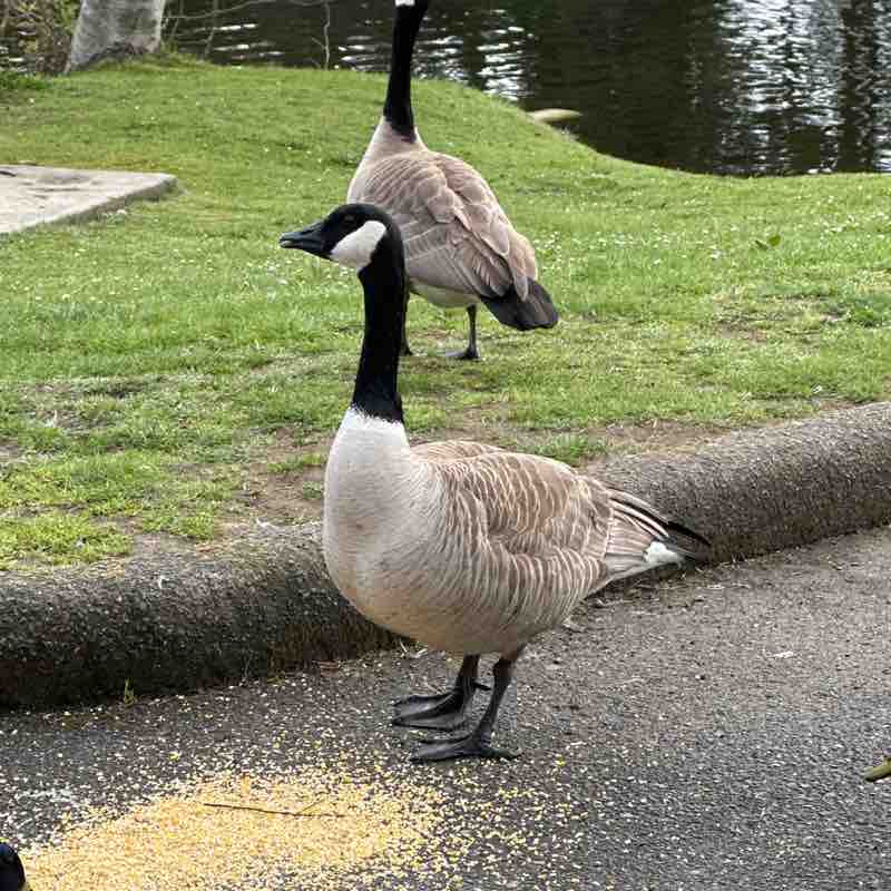 Korvus 🐾🐾👣🐢🐛🦋 post 2