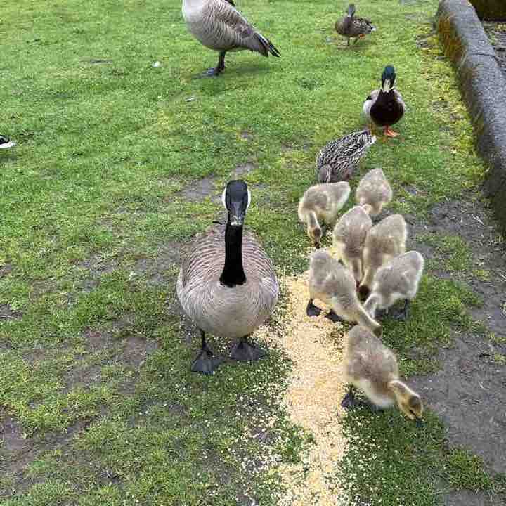 Korvus 🐾🐾👣🐢🐛🦋 post 3