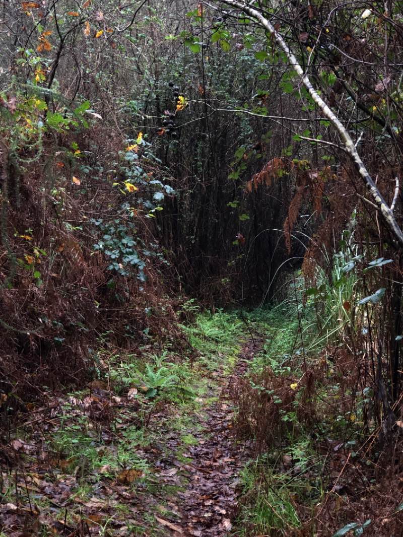 walking near me in Quinta do Castelo in winter