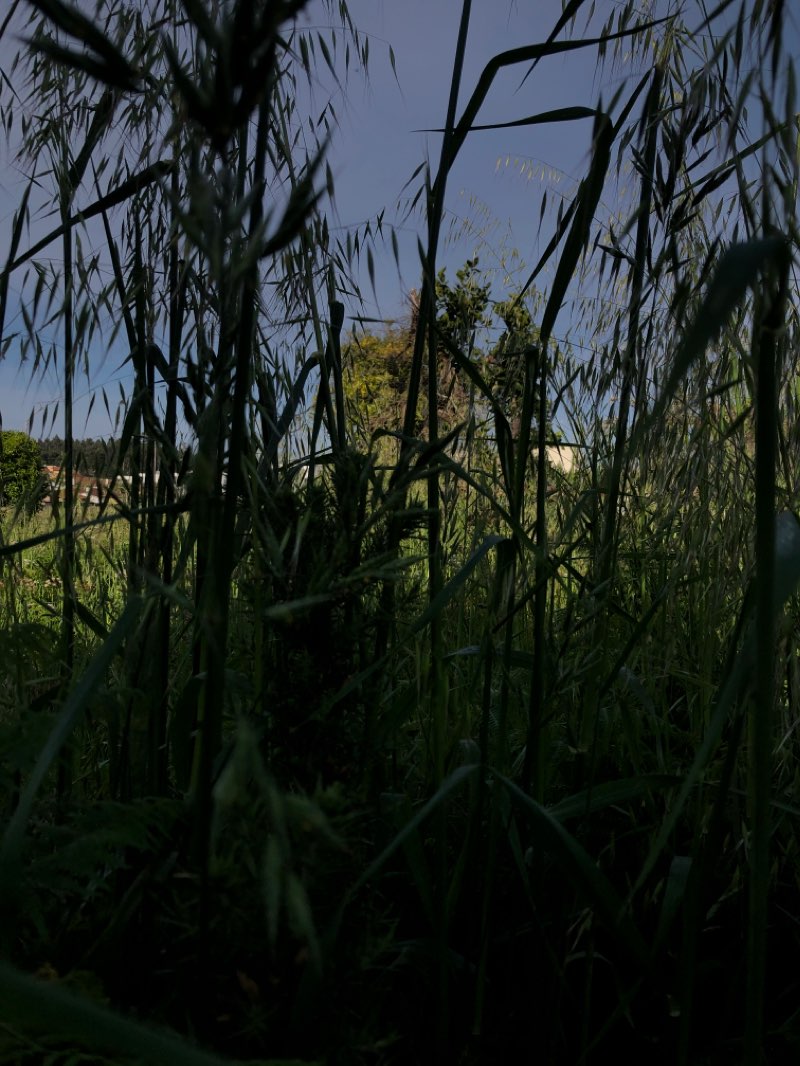 walking near me in Parque das Guimbras in spring