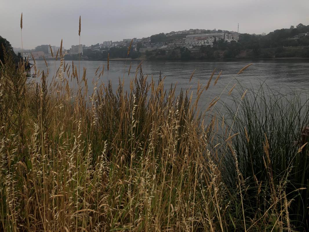 walking near me in Jardim Soares dos Reis in autumn