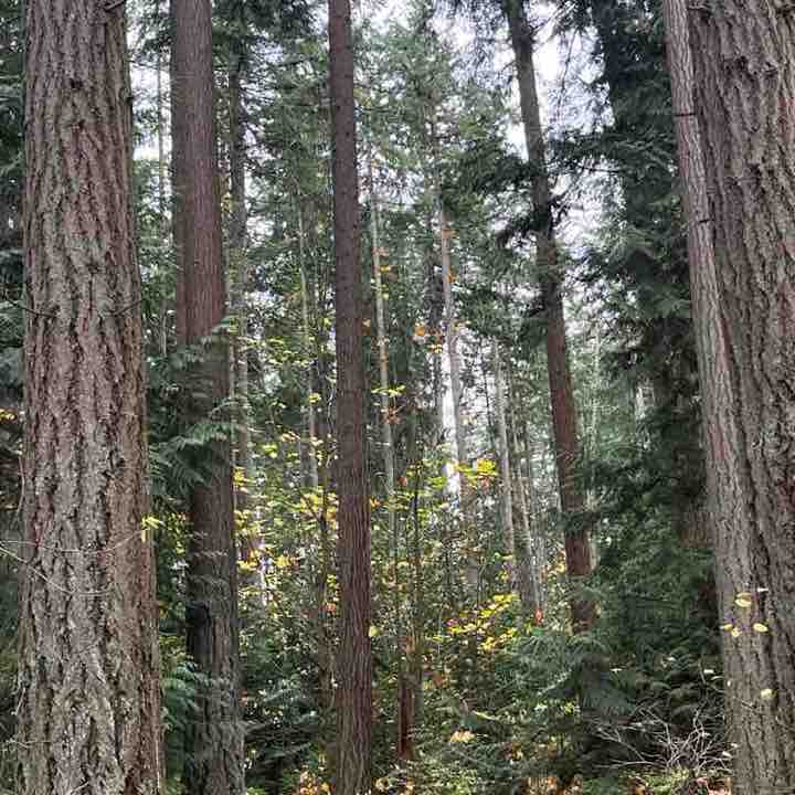 🏞️ RobinAlwaysWalks post 1