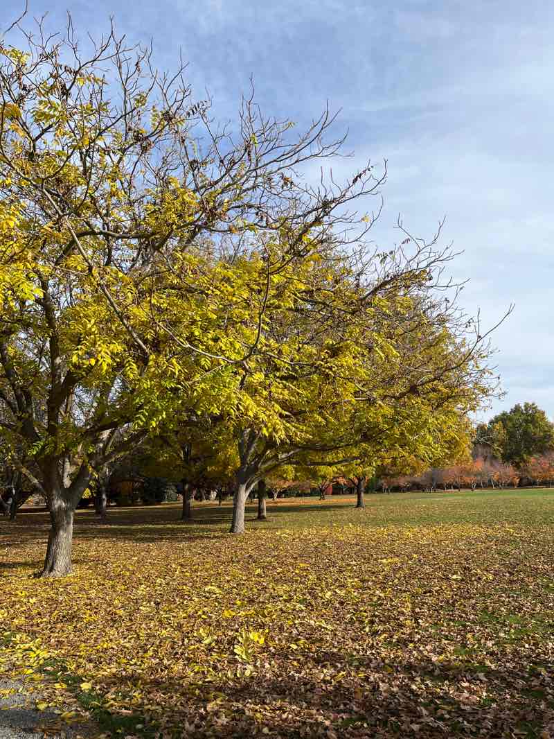 walking near me in Yakima Area Arboretum in autumn