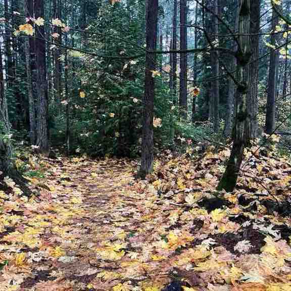 🏞️ RobinAlwaysWalks post 1