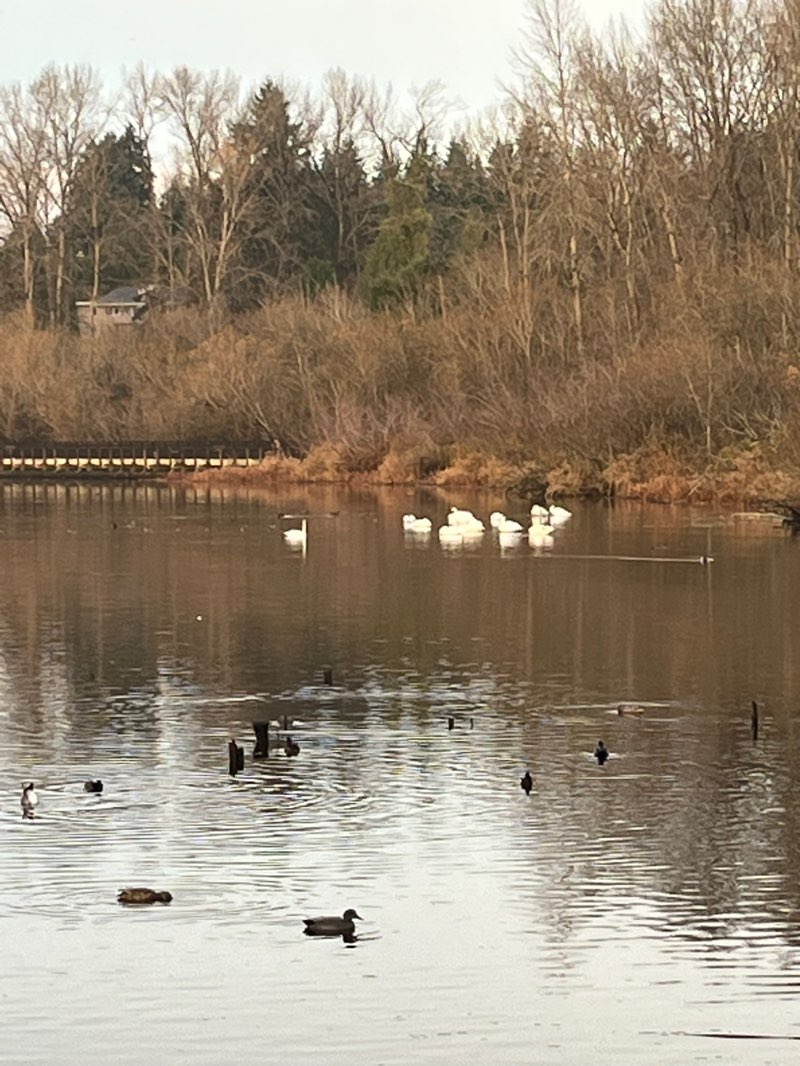 walking near me in Juanita Bay Park in winter