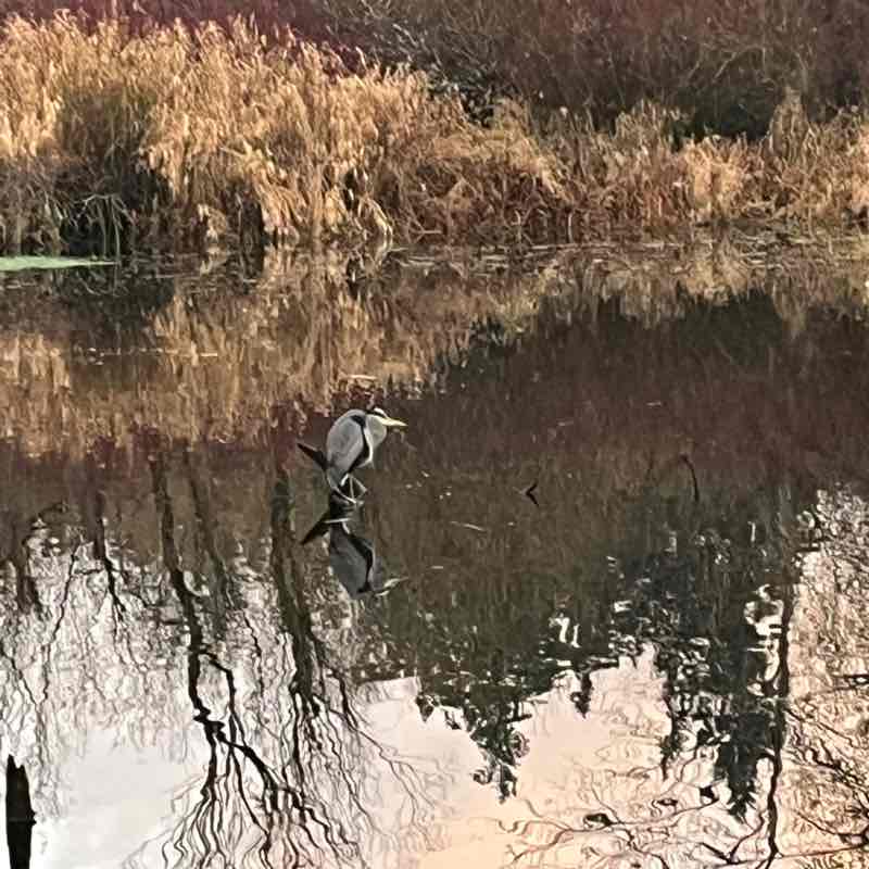 🏞️ RobinAlwaysWalks post 3