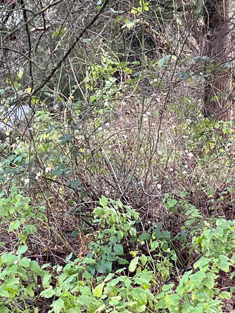walking near me in Wilmot Gateway Park in winter