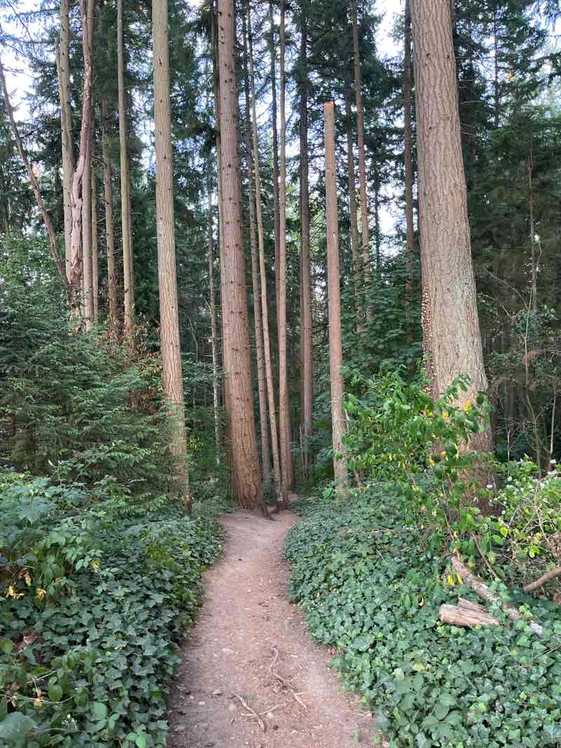 walking near me in Big Finn Hill Park in autumn