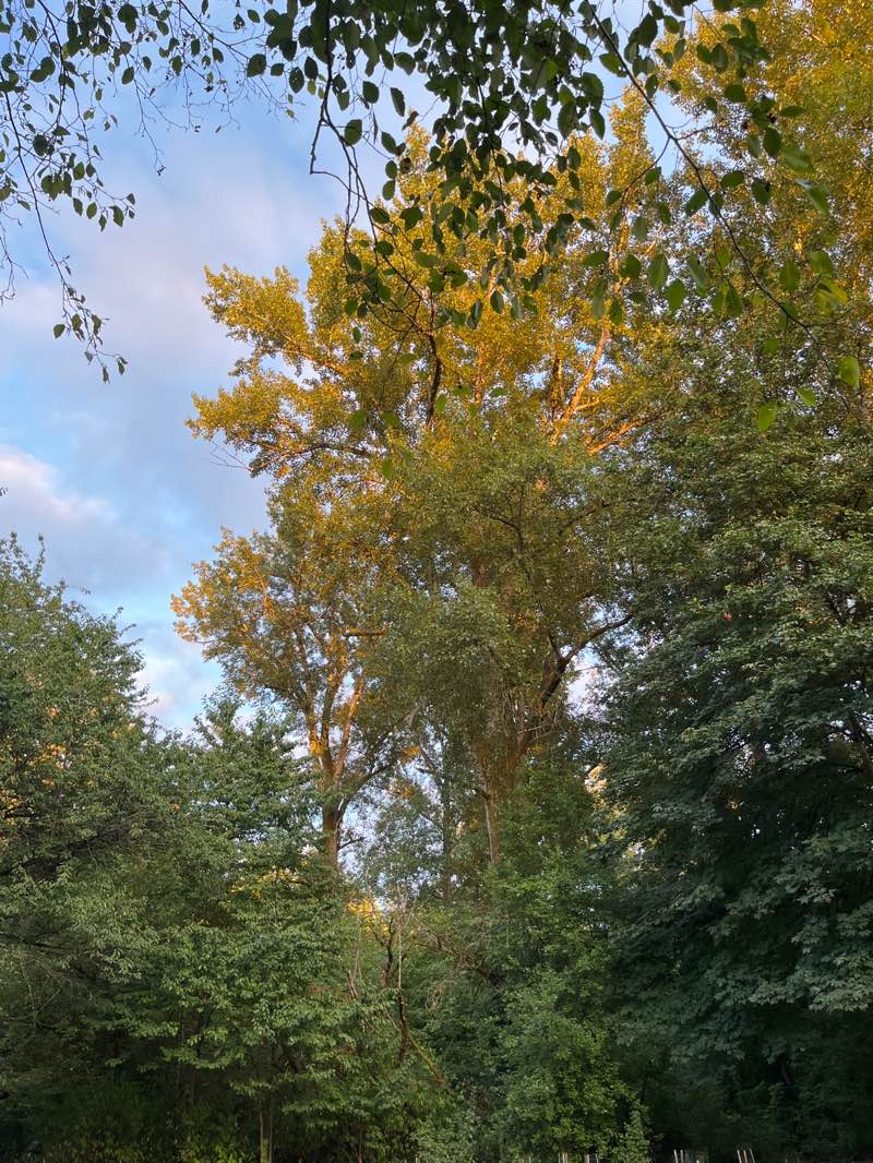 walking near me in Edith Moulton Park in autumn