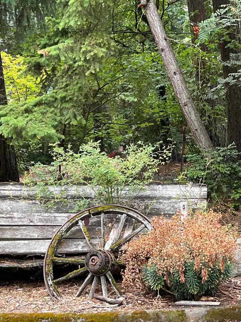 walking near me in McAuliffe Park in autumn