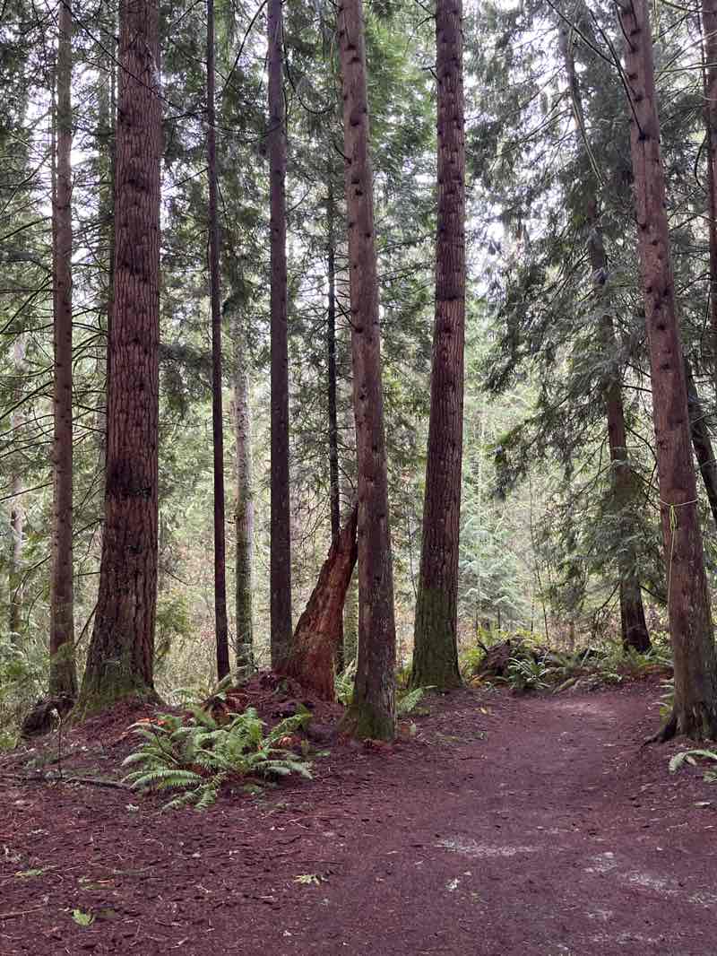walking near me in Redmond Watershed Preserve in winter