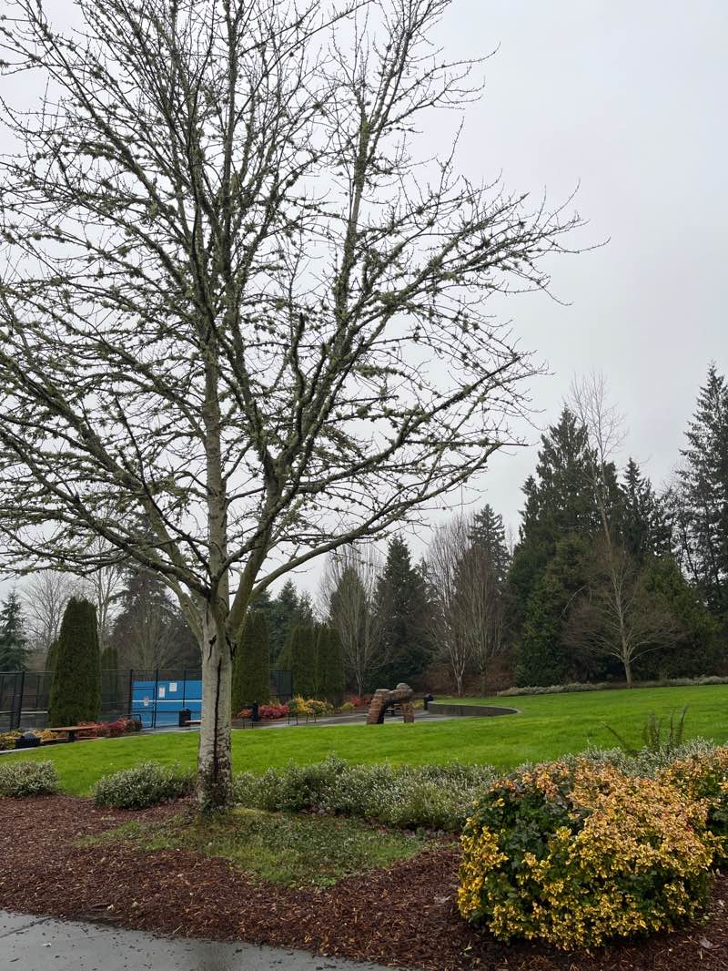 walking near me in Ebright Creek Park in winter