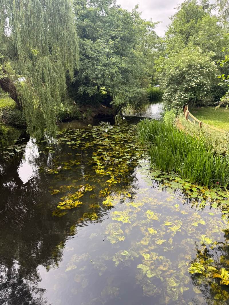 walking near me in Needham Lake in summer
