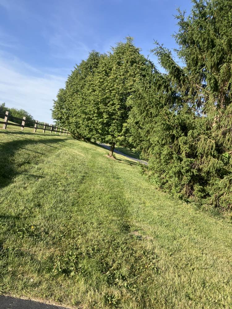 walking near me in Coleman Park in summer