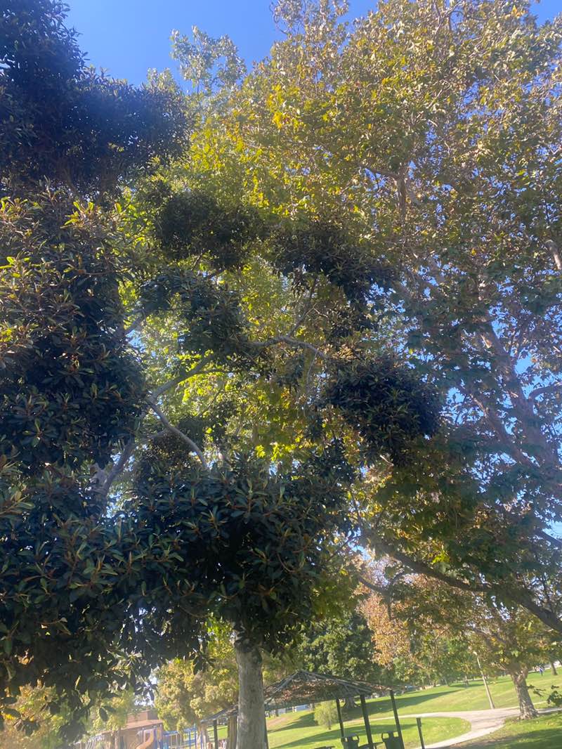 walking near me in Wakeham Park in autumn