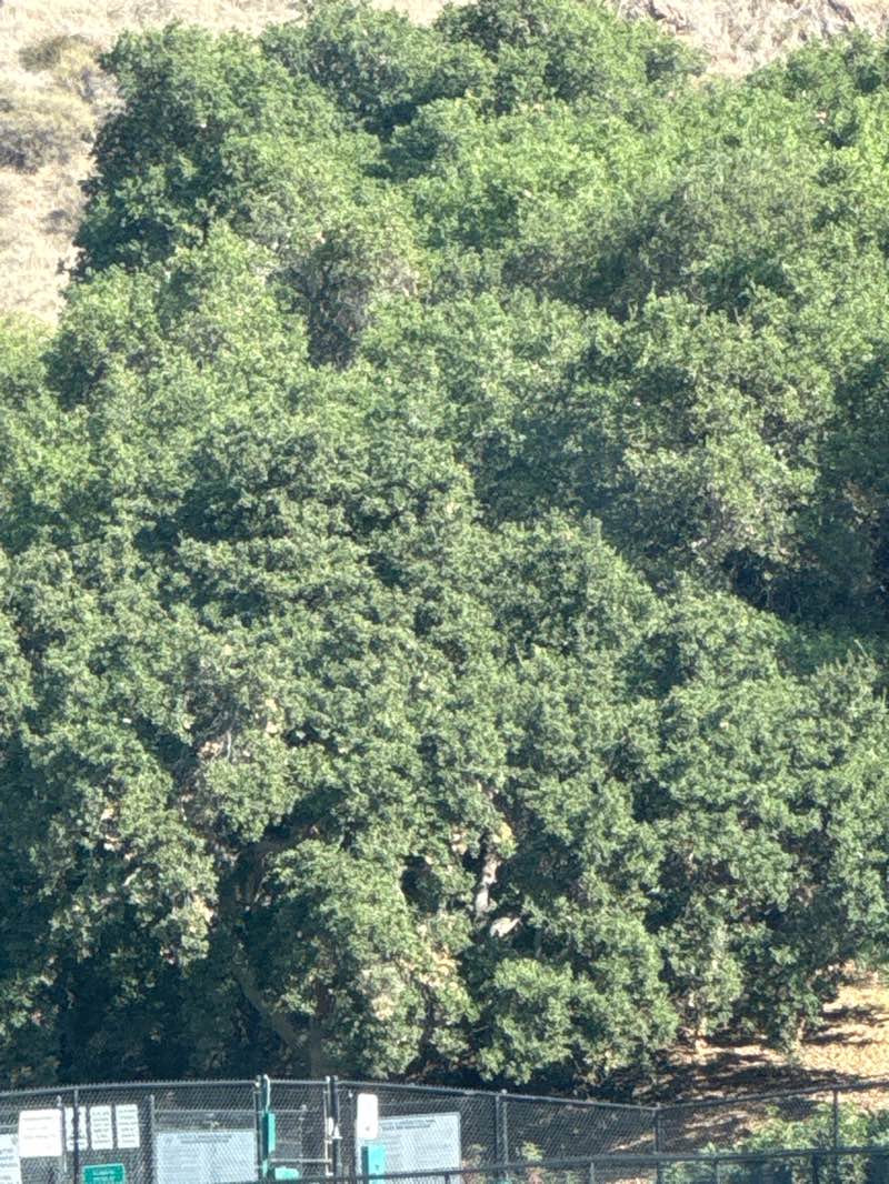 walking near me in South Hills City Park in autumn