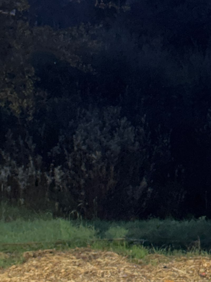 walking near me in Oakhurst Community Park in autumn