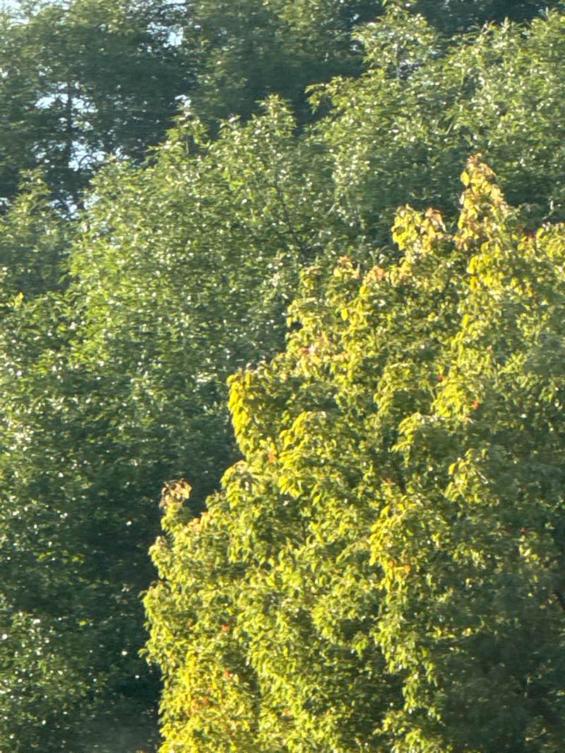 walking near me in Finkbiner Park in summer