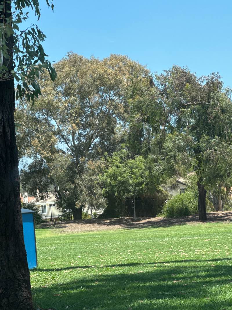 walking near me in Oak Mesa Park in summer