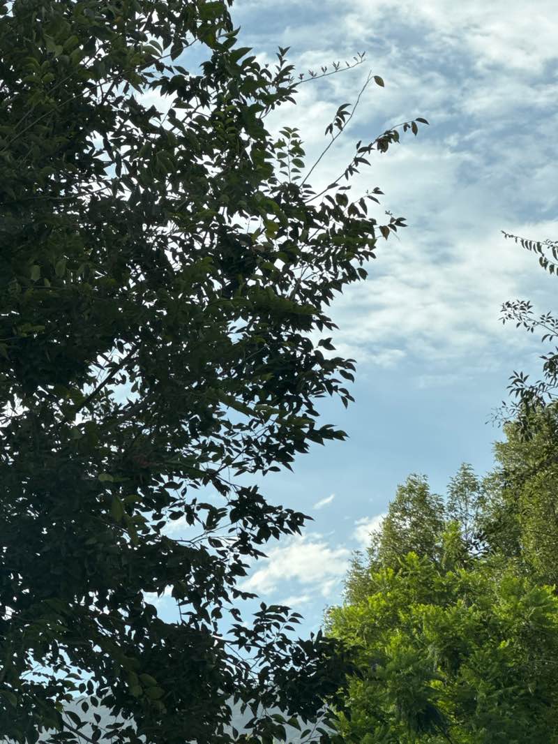 walking near me in Finkbiner Park in summer