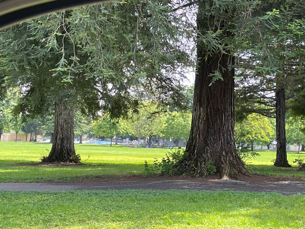 walking near me in Sycamore Park in spring