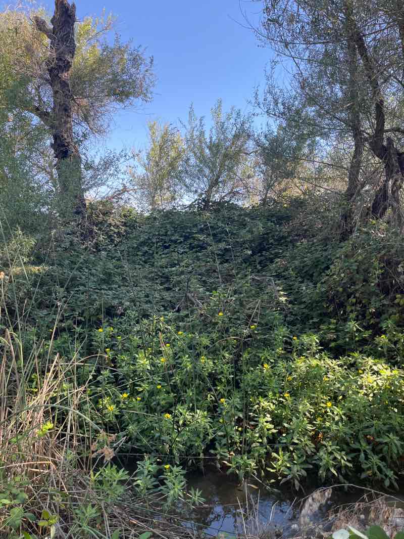 walking near me in Sacramento National Wildlife Refuge in summer