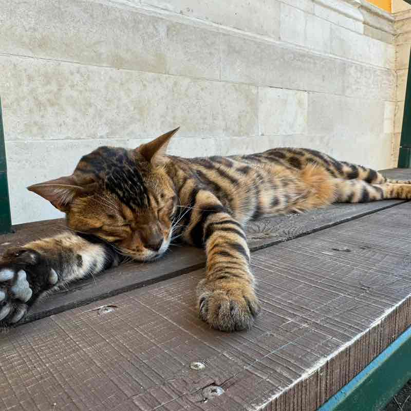 🐯Irina Z🐯 post 2