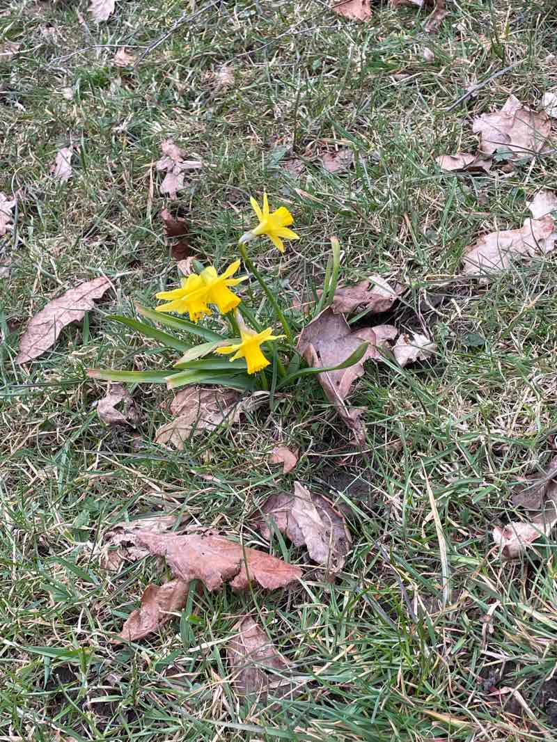 walking near me in Leyland Park in spring