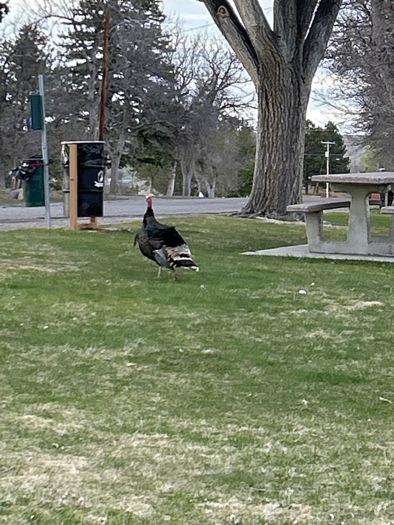 walking near me in Washington Park in spring