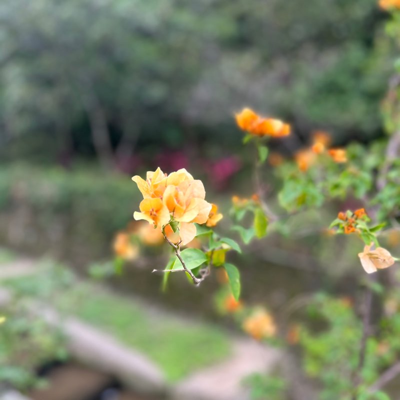 安西教練 post 2