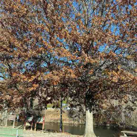 PacerGal_1978 post 1