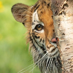 🐯светлана🐯🌐🏃 icon