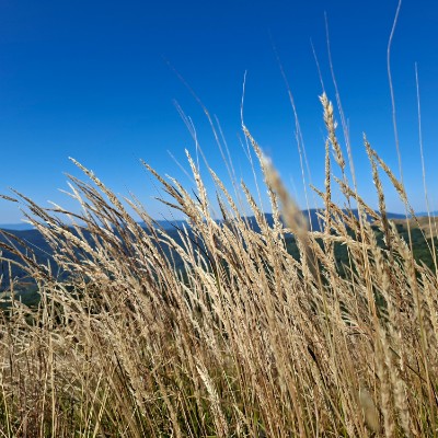 Bieszczady Skogkatt post image