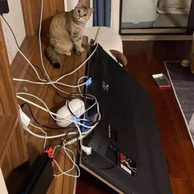 Cats 🐈 World Domination 🌎 Tom  🇪🇺🇧🇪🇬🇧 post image