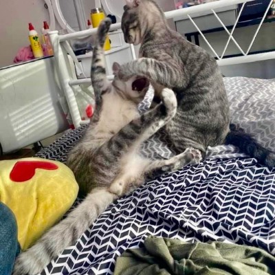 Cats 🐈 World Domination 🌎 Tom  🇪🇺🇧🇪🇬🇧 post image