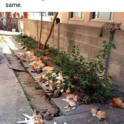 Cats 🐈 World Domination 🌎 Tom  🇪🇺🇧🇪🇬🇧 post image