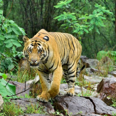 The Dubliners 🇮🇪 Tom  🇪🇺🇧🇪🇬🇧 post image