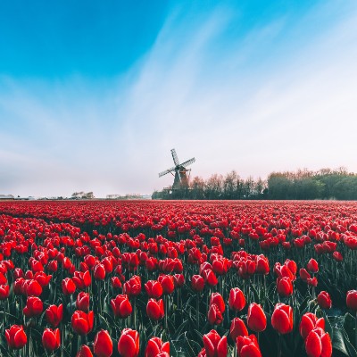 New Zealand runners! Tom  🇪🇺🇧🇪🇬🇧 post image