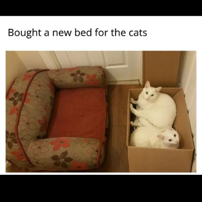 Cats 🐈🐈‍⬛ & Coffee ☕️ ☕️ Tom  🇪🇺🇧🇪🇬🇧 post image